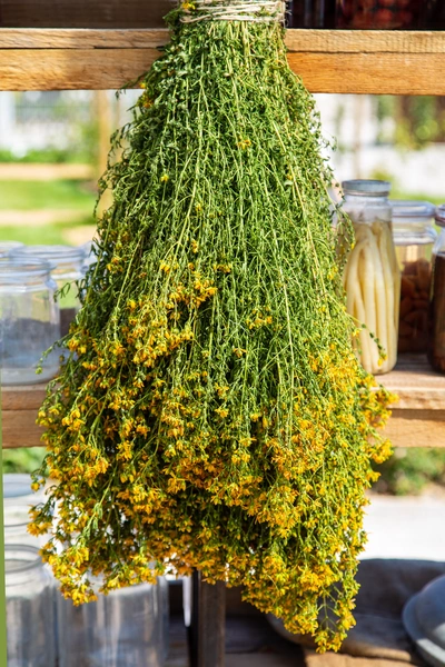 Johanniskraut (Hypericum perforatum) in getrockneter Form, aufgehängt an einem Regal. Die gelben Blüten sind gut sichtbar, und das Bündel hängt in der Sonne, während im Hintergrund Glasbehälter zu sehen sind.