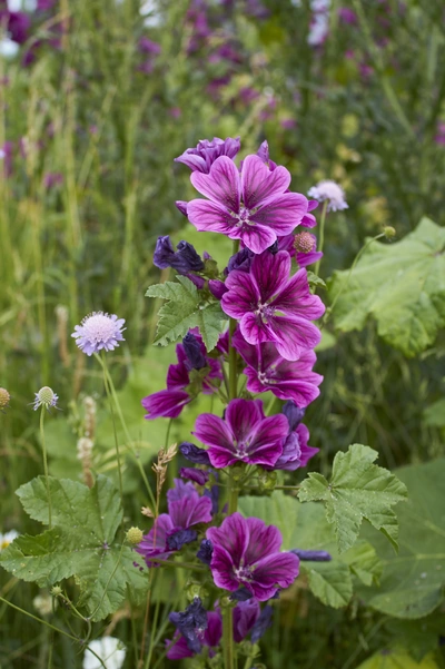Nahaufnahme einer Mauretanischen Malve mit kräftig violetten Blüten und dunkler Aderung. Die Pflanze wächst inmitten einer blühenden Wiese mit grünen Blättern und weiteren Wildblumen im Hintergrund.