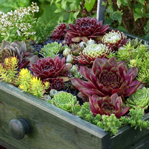 Vielfarbige Hauswurz- und Sedum-Pflanzen in einer grünen Holzkiste.