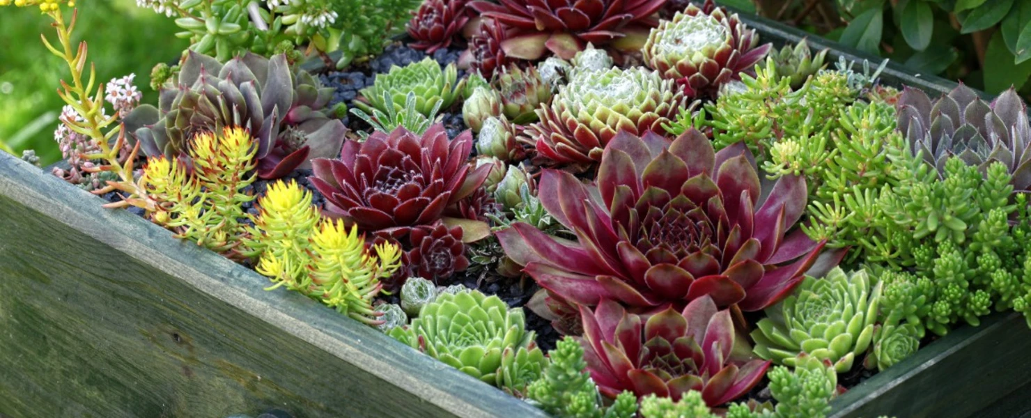 Vielfarbige Hauswurz- und Sedum-Pflanzen in einer grünen Holzkiste.