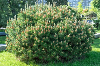 Kompakte Bergkiefer (Pinus mugo mughus) mit zahlreichen Blütenständen in einem gepflegten Park.