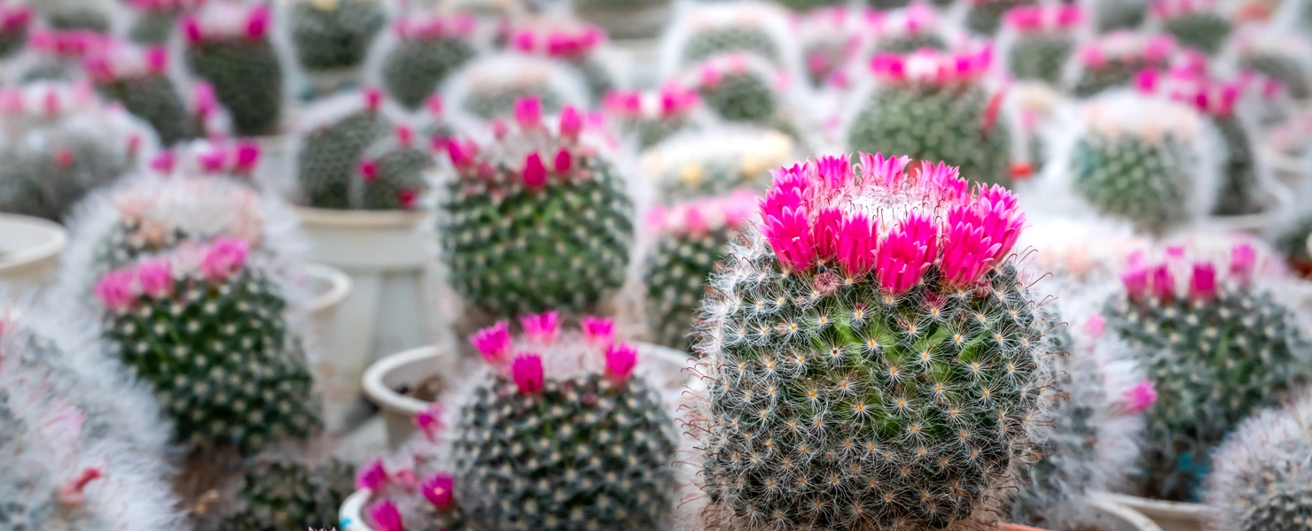 Das Bild zeigt eine Sammlung von Warzenkakteen in verschiedenen Töpfen, von denen viele leuchtend rosa Blüten aufweisen, die sich lebhaft gegen ihre grau-grünen, stacheligen Körper abheben.