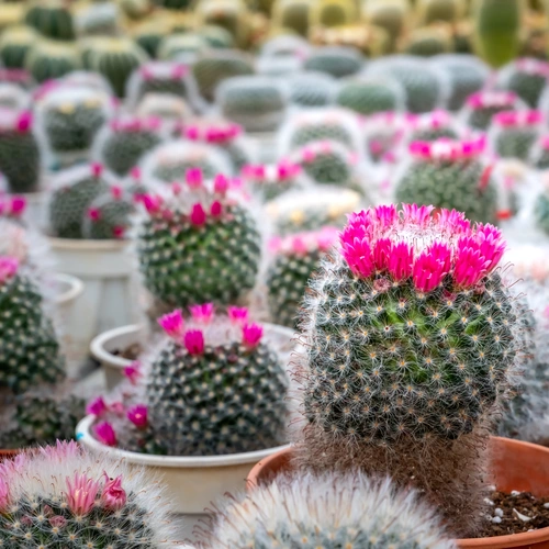 Das Bild zeigt eine Sammlung von Warzenkakteen in verschiedenen Töpfen, von denen viele leuchtend rosa Blüten aufweisen, die sich lebhaft gegen ihre grau-grünen, stacheligen Körper abheben.