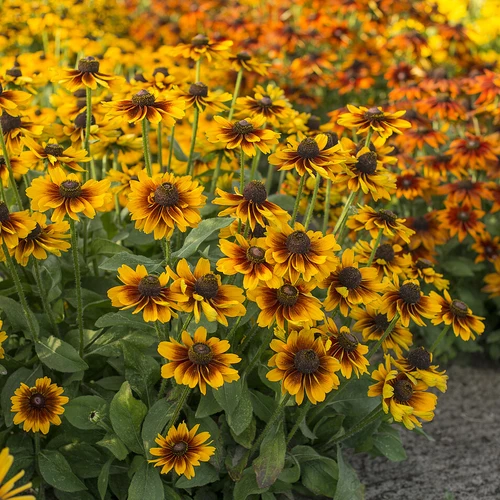 Eine Gruppe von gelb-braunen Rudbeckia-Blüten im warmen Abendlicht, mit verschwommenem Hintergrund.