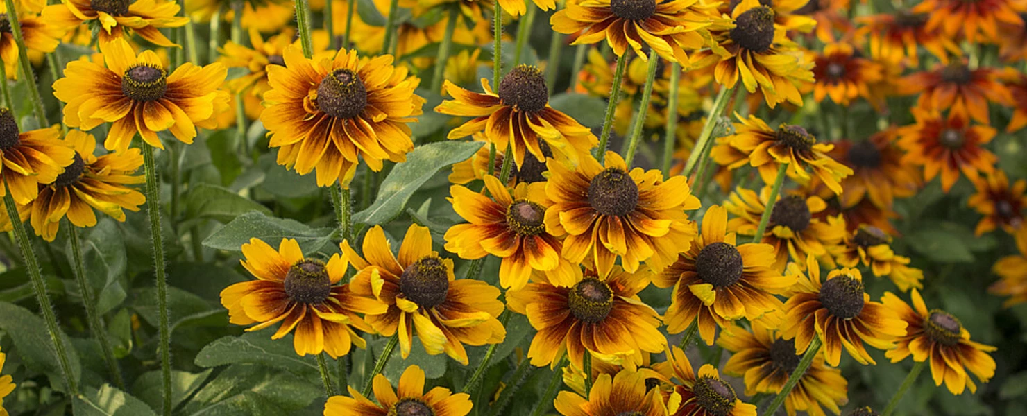 Eine Gruppe von gelb-braunen Rudbeckia-Blüten im warmen Abendlicht, mit verschwommenem Hintergrund.