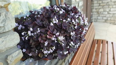 Das Bild zeigt einen üppigen Zimmerklee mit dunkelvioletten Blättern und zarten, weißen Blüten, der in einem Fensterkasten neben einer Holzbank platziert ist.