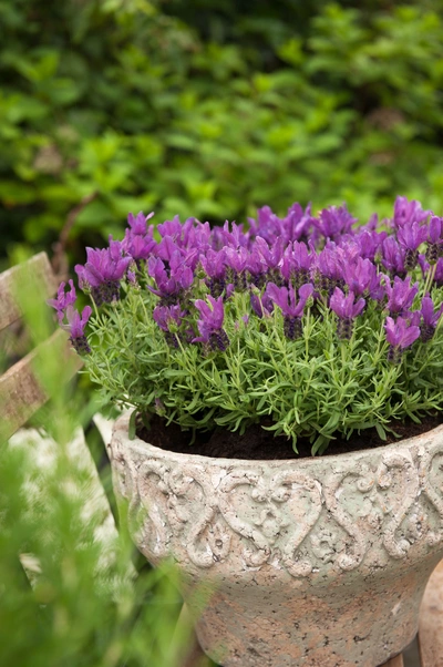 Schmetterlings-Lavendel in einem verzierten Steintopf mit lila Blüten, umgeben von grünem Laub im Garten.