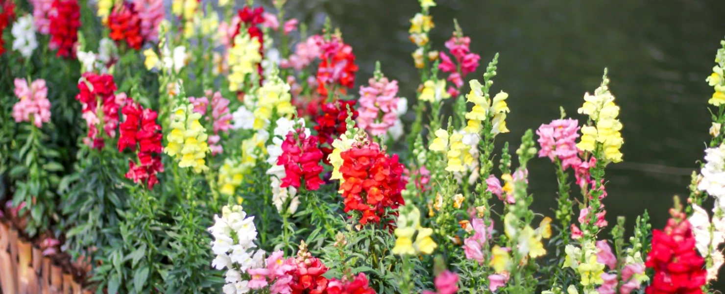 Buntes Löwenmäulchenbeet (Antirrhinum majus) in Gelb, Rot, Weiß und Rosa am Rand eines Teiches, eingefasst mit einer kleinen Holzkante.