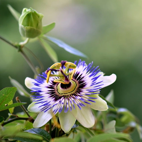 Blaue Passionsblume (Passiflora caerulea) in voller Blüte vor verschwommenem Hintergrund.