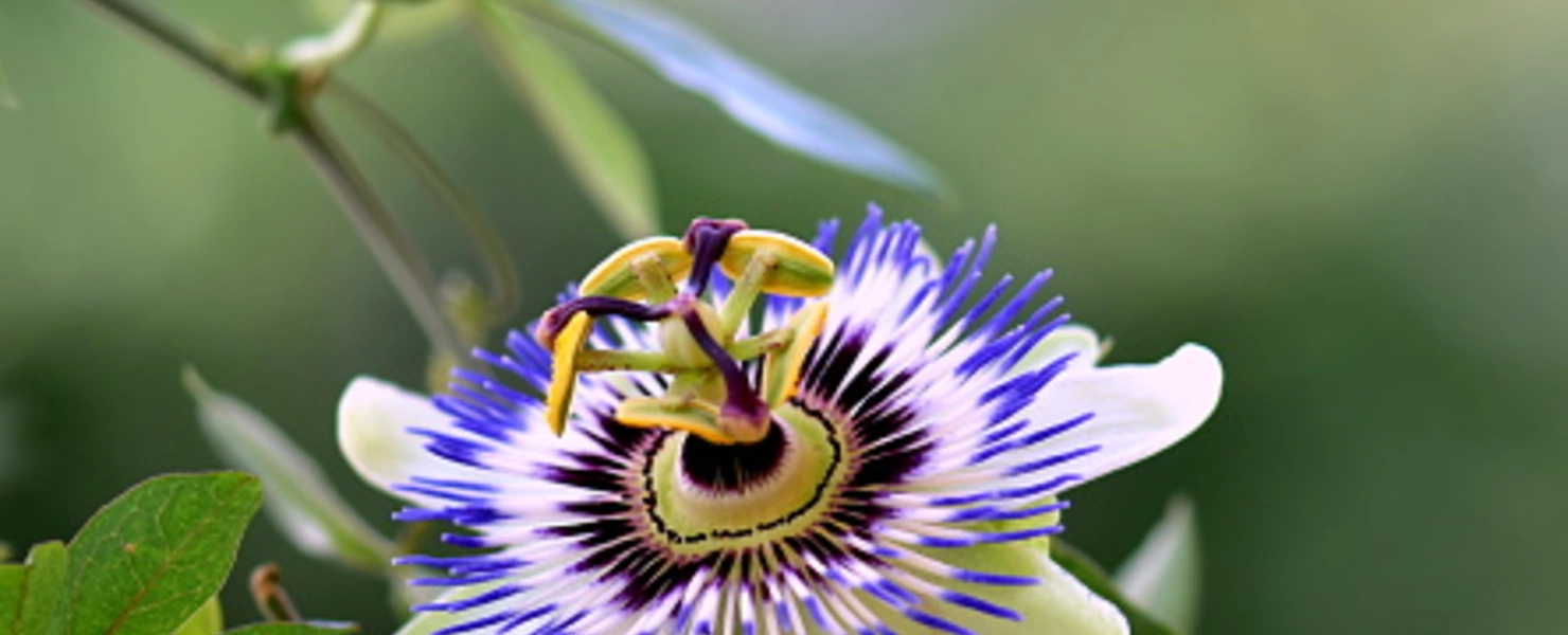 Blaue Passionsblume (Passiflora caerulea) in voller Blüte vor verschwommenem Hintergrund.