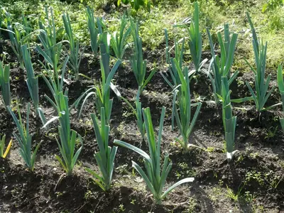 Reihen von Winterlauch im Gartenbeet an einem sonnigen Tag.