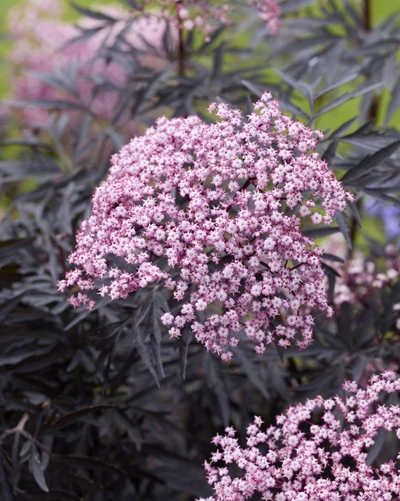 Detailansicht der rosa Blütendolde vor purpurfarbenem Laub des Holunders 'Cherry Lace'.