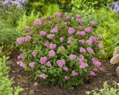 Buschige Sommerspiere (Spiraea japonica) mit vielen rosa Blüten in einer Gartenrabatte.