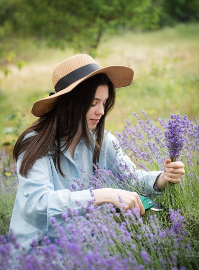 Eine junge Frau mit Strohhut und heller Bluse schneidet Lavendel in einem blühenden Feld. Sie hält eine Gartenschere und ein frisch geschnittenes Lavendelbündel in den Händen. Der Hintergrund zeigt eine grüne Wiese mit Bäumen in sanftem Licht.