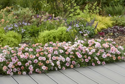 Beet mit niedrig wachsenden, rosafarbenen Rosen vor einer Holzterrasse, umgeben von bunt blühenden Stauden und Ziergräsern.