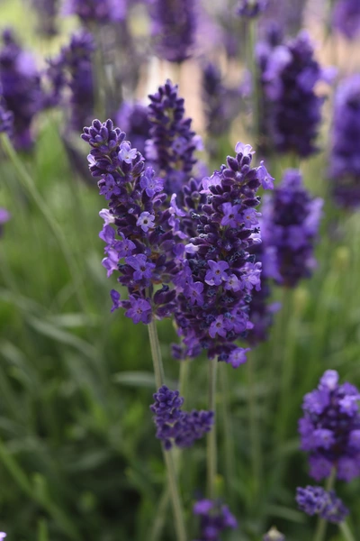 Nahaufnahme von tiefvioletten Lavendelblüten mit feinen Blütenkelchen. Im Hintergrund sind weitere Lavendelstängel und grüne Blätter leicht unscharf zu sehen. Die Lavendelpflanzen stehen dicht beieinander und leuchten in kräftigem Lila.