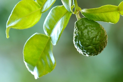 Grüner, runzliger Kaffirlimetten-Frucht am Zweig mit glänzenden Blättern.