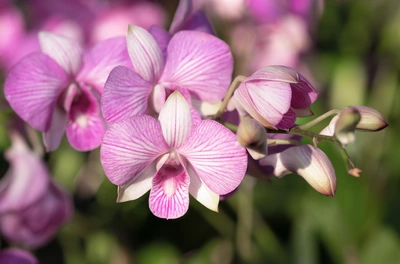 Nahaufnahme von pink-weißen Bambus-Orchideenblüten mit feinen Linien, vor einem verschwommenen grünen Hintergrund