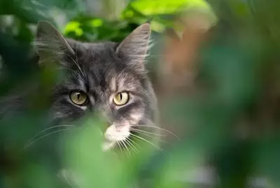 Katze versteckt sich hinter grünen Zimmerpflanzen, darunter Pilea