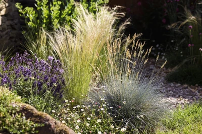 Festuca glauca 'Azurit' im sonnigen Gartenbeet, kombiniert mit Lavendel, Federgras und Margeriten.