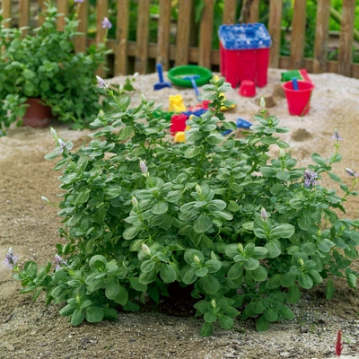 Eine „Verpiss-dich“-Pflanze mit dichten, grünen Blättern wächst in einem sandigen Bereich. Im Hintergrund befindet sich ein Sandkasten mit buntem Spielzeug, umgeben von einem Holzzaun. Eine weitere Pflanze steht im Topf nahe dem Zaun.