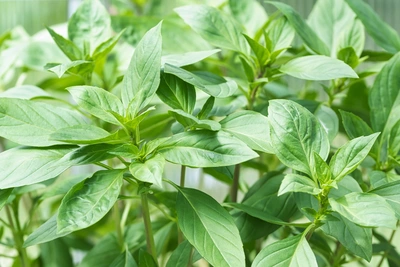 Thai-Basilikum (Ocimum basilicum var. thyrsiflora) mit frischen grünen Blättern wächst üppig in einem Garten. Die Blätter sind lang und glänzend, was der Pflanze ein kräftiges, aromatisches Aussehen verleiht.
