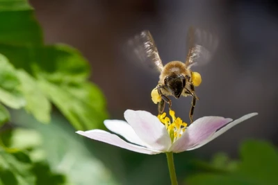 Einzelne Anemone mit dunkler Mitte und Biene.