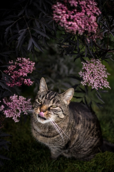 Getigerte Katze sitzt unter blühendem Schwarzem Holunder (Sambucus nigra) mit rosa Blüten.