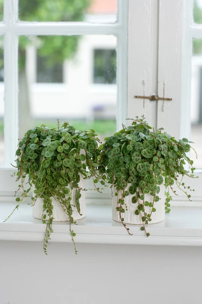 Das Bild zeigt zwei Zwergpfeffer-Pflanzen in weißen Töpfen auf einer Fensterbank. Die Pflanzen haben dichte, runde Blätter, die an langen, herabhängenden Trieben wachsen