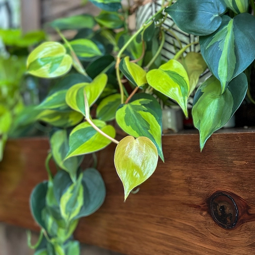 Philodendron Brasil Zimmerpflanze auf Holzregal mit gelb-grünen Blättern