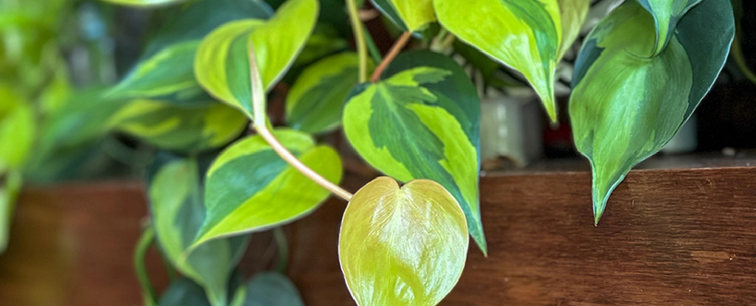 Philodendron Brasil Zimmerpflanze auf Holzregal mit gelb-grünen Blättern