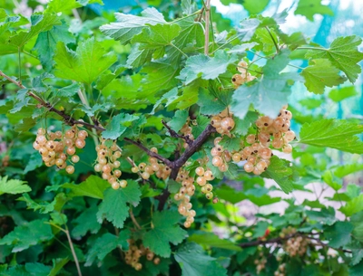 Reife weiße Johannisbeeren hängen in langen, leuchtenden Trauben am Strauch.