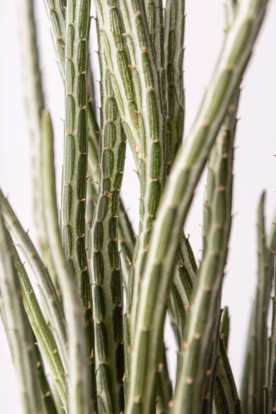 Nahaufnahme der sukkulenten, stängelartigen Triebe der Pflanze Senecio stapeliiformis mit grün-weißem Muster und kleinen, rötlich-braunen Punkten.