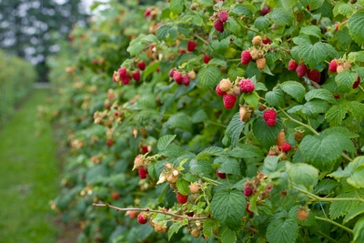 Reihen voller Himbeersträucher mit vielen reifen und halbreifen Früchten auf einer Plantage.