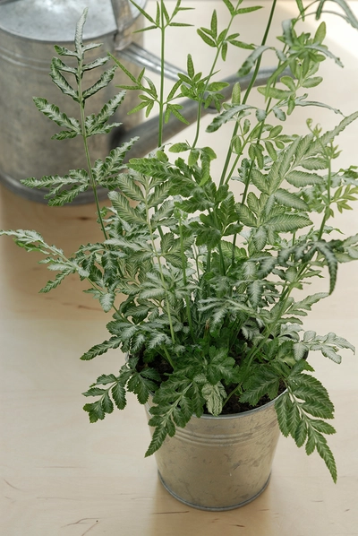 Kleiner Silberfarn (Pteris argyraea) in einem Zinkeimer