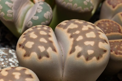 Nahaufnahme einer braunen Lithops-Pflanze mit leicht "karierten" Muster. Im Hintergrund andere Lebende Steine in Grün und Braun