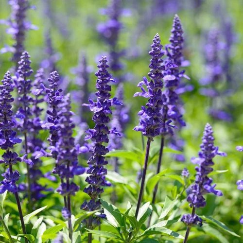 Leuchtend violetter Ziersalbei (Salvia farinacea) in voller Blüte auf einer Sommerwiese, umgeben von grünem Laub.