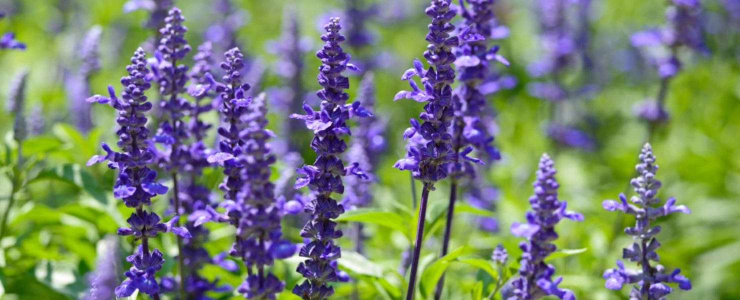 Leuchtend violetter Ziersalbei (Salvia farinacea) in voller Blüte auf einer Sommerwiese, umgeben von grünem Laub.