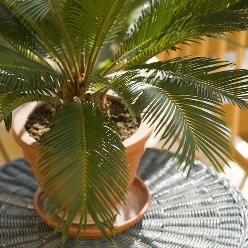 Ein Palmfarn in einem Terrakotta-Topf, der auf einem geflochtenen Tisch steht und von Sonnenlicht beleuchtet wird, in einem Außenbereich mit hölzernem Geländer