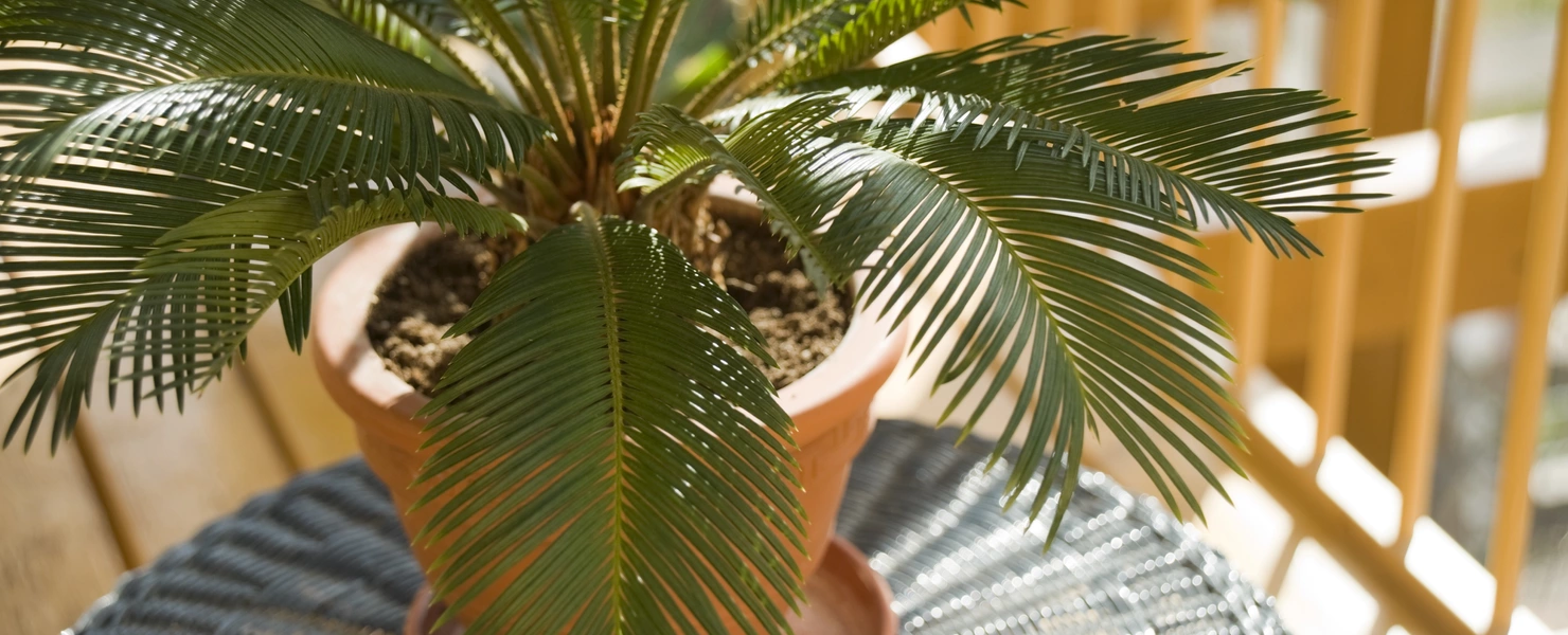 Ein Palmfarn in einem Terrakotta-Topf, der auf einem geflochtenen Tisch steht und von Sonnenlicht beleuchtet wird, in einem Außenbereich mit hölzernem Geländer