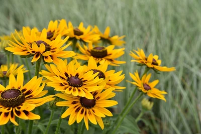 Nahaufnahme einer Gruppe von gelben Rudbeckia-Blüten vor einem unscharfen grünen Grashintergrund.