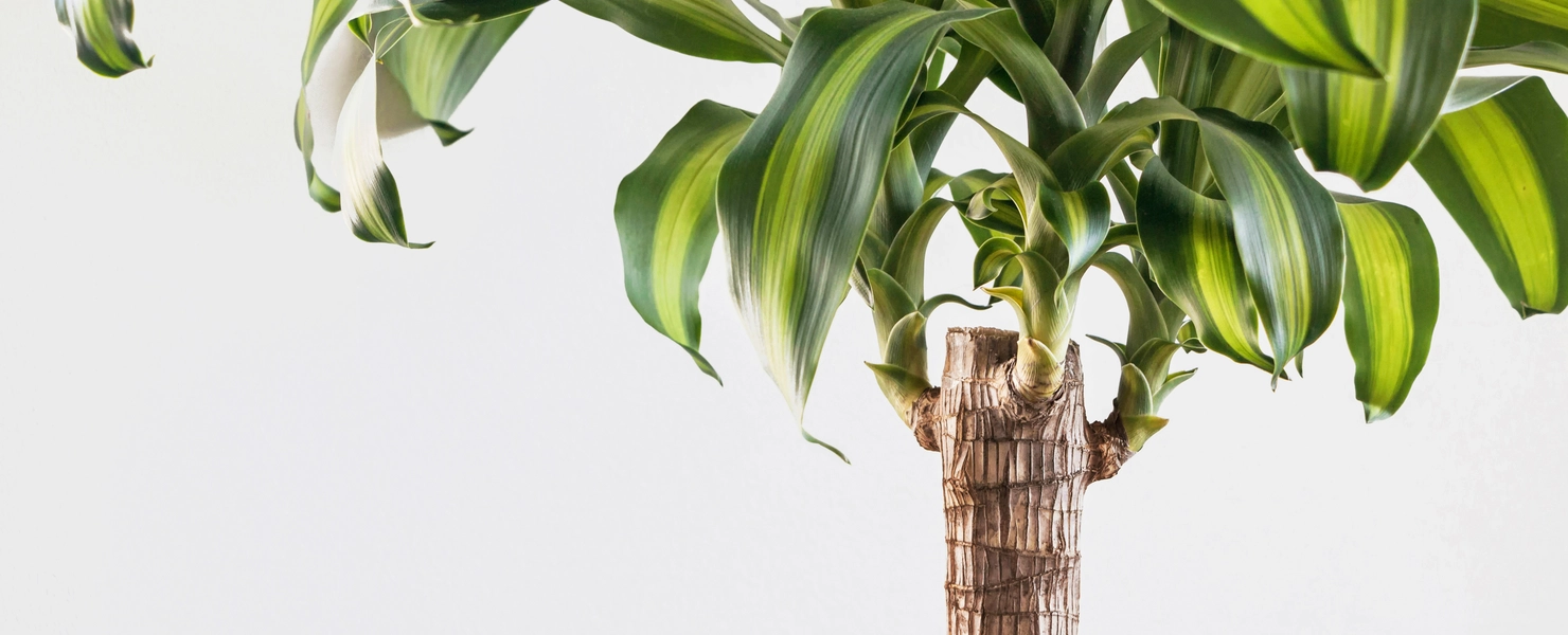 Detailaufnahme einer Drachenbaum-Palme (Dracaena fragrans)