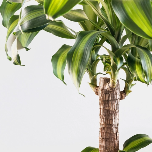 Detailaufnahme einer Drachenbaum-Palme (Dracaena fragrans)