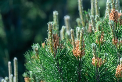 Nahaufnahme einer Bergkiefer (Pinus mugo mughus) mit jungen, aufrechten Trieben und frischen Blütenständen.