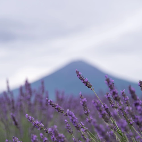 Lavendelbüsche mit violetten Blüten im Vordergrund, leicht im Wind bewegt. Im Hintergrund erhebt sich ein sanft geformter Berg unter einem bewölkten Himmel. Die Szene wirkt ruhig und natürlich, mit weichen Farben und einem harmonischen Zusammenspiel von Natur und Landschaft.