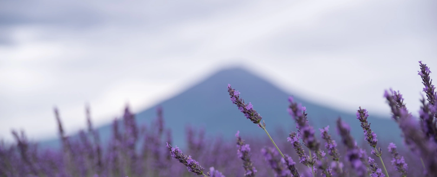 Lavendelbüsche mit violetten Blüten im Vordergrund, leicht im Wind bewegt. Im Hintergrund erhebt sich ein sanft geformter Berg unter einem bewölkten Himmel. Die Szene wirkt ruhig und natürlich, mit weichen Farben und einem harmonischen Zusammenspiel von Natur und Landschaft.