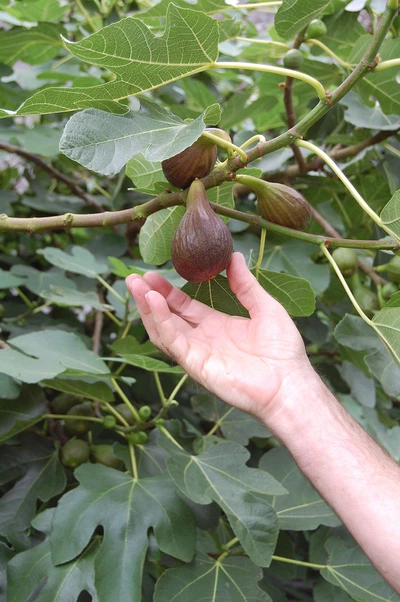 Hand hält eine reife Feige am Baum, umgeben von großen grünen Feigenblättern.