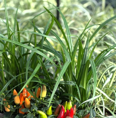 Carex morrowii 'Irish Green' mit dekorativen Zierpaprika in einem bunten Pflanzarrangement.