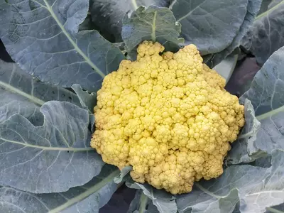 Gelber Karfiol wächst im Beet, umgeben von großen grünen Blättern.