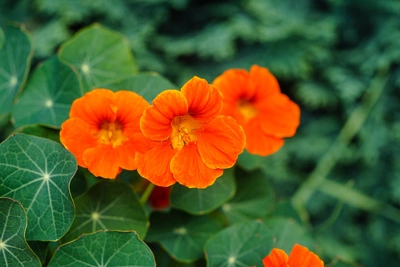 Das Bild zeigt die orange Blüten der Balkon-Kapuzinerkresse (Tropaeolum majus) in voller Blüte. Die Blüten sind leuchtend orange und heben sich vor dem grünen Laub der Pflanze ab. Sie wachsen dicht zusammen und verleihen dem Garten ein lebendiges Aussehen.